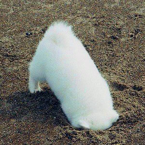 Please Don't Bury Your Head in the Sand!